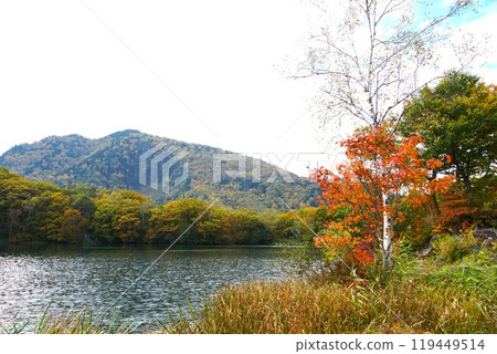 信州的秋天,志賀高原丸池湖畔的秋葉風景 信州的秋天,志賀高原丸池湖畔的秋葉風景 119449514