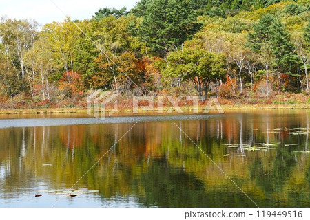 信州的秋天,志賀高原太陽谷,一沼湖,秋葉風景 信州的秋天,志賀高原太陽谷,一沼湖,秋葉風景 119449516