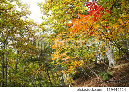 Autumn in Shinshu: Shiga Kogen Sun Valley Biwaike Lakeside Promenade Autumn foliage scenery Autumn in Shinshu: Shiga Kogen Sun Valley Biwaike Lakeside Promenade Autumn foliage scenery 119449524