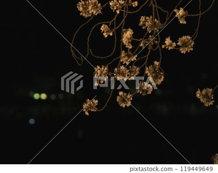 Cherry blossoms at night - Cherry blossoms floating on the river "Japanese style image" (Kyoto) Cherry blossoms at night - Cherry blossoms floating on the river "Japanese style image" (Kyoto) 119449649