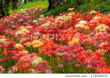 Yoshimi Town, Hiki District, Saitama Prefecture Colorful spider lilies bloom at Sakura Tsutsumi Park Colorful clusters of spider lilies 119449839