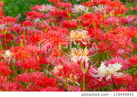 Yoshimi Town, Hiki District, Saitama Prefecture Colorful spider lilies bloom at Sakura Tsutsumi Park Colorful clusters of spider lilies 119449843