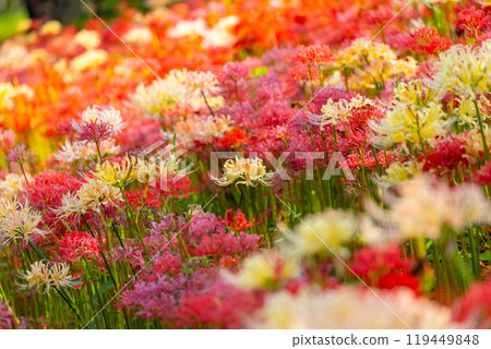 Yoshimi Town, Hiki District, Saitama Prefecture Colorful spider lilies bloom at Sakura Tsutsumi Park Colorful clusters of spider lilies 119449848