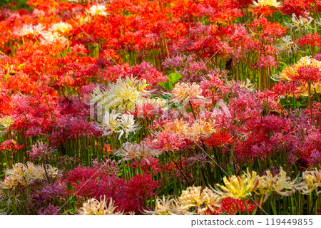 Yoshimi Town, Hiki District, Saitama Prefecture Colorful spider lilies bloom at Sakura Tsutsumi Park Colorful clusters of spider lilies 119449855