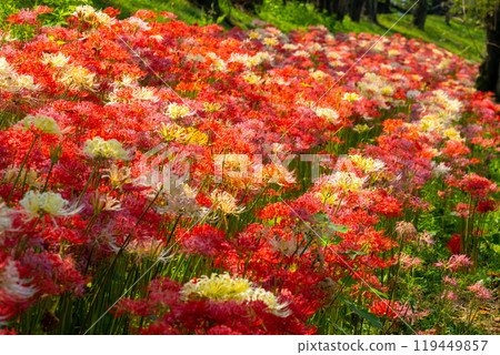 Yoshimi Town, Hiki District, Saitama Prefecture Colorful spider lilies bloom at Sakura Tsutsumi Park Colorful clusters of spider lilies 119449857