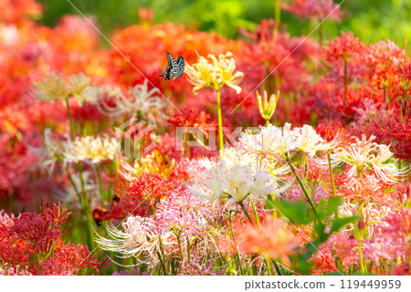 Yoshimi Town, Hiki District, Saitama Prefecture Colorful spider lilies bloom at Sakura Tsutsumi Park, along with swallowtail butterflies and spider lilies 119449959