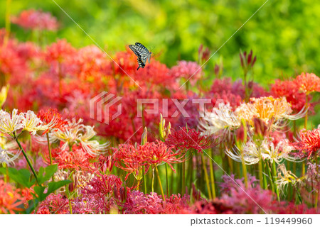 Yoshimi Town, Hiki District, Saitama Prefecture Colorful spider lilies bloom at Sakura Tsutsumi Park, along with swallowtail butterflies and spider lilies Yoshimi Town, Hiki District, Saitama Prefecture Colorful spider lilies bloom at Sakura Tsutsumi Park, along with swallowtail butterflies and spider lilies 119449960