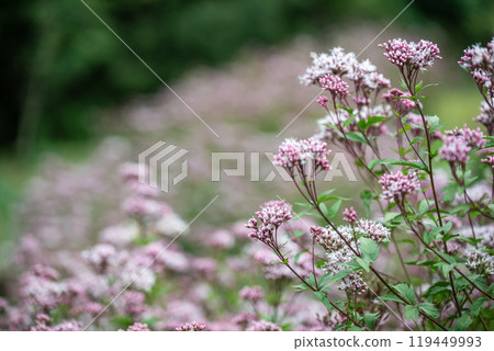 Beautiful scenery of Oku Town in Setouchi City, Okayama Prefecture, Japan 119449993