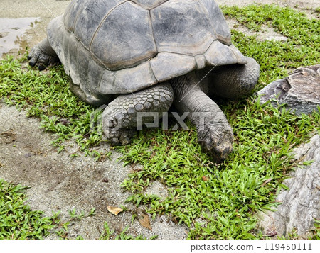Tortoise resting on the lush green grass of its natural habitat 119450111