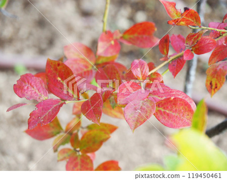 藍莓葉子秋葉 119450461