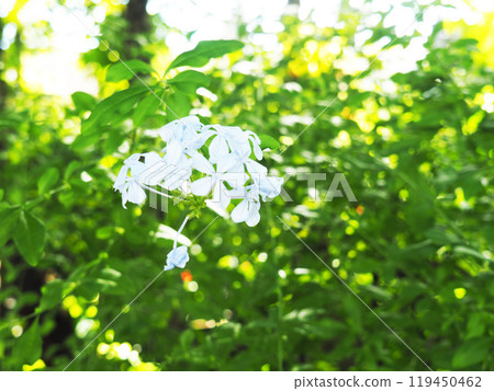 Ruri Matryu花 Ruri Matryu花 119450462