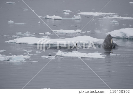 Killer Whale spy hopping in Antarctica 119450502