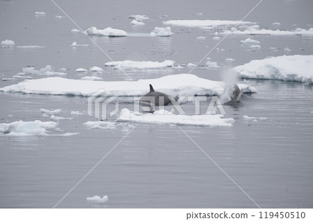 Killer Whale spy hopping in Antarctica 119450510