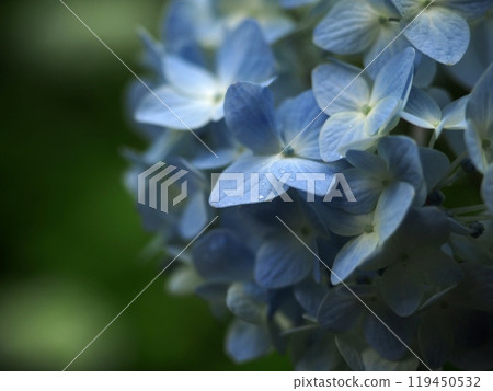 Blue hydrangea and rain and dew "Japanese style image" (Kyoto) Blue hydrangea and rain and dew "Japanese style image" (Kyoto) 119450532