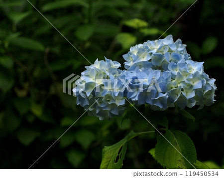 Hydrangea and contrast "Japanese style image" (Kyoto) Hydrangea and contrast "Japanese style image" (Kyoto) 119450534