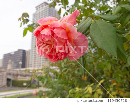 城市綠洲：中之島公園的玫瑰 119450728