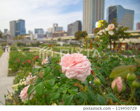 城市綠洲：中之島公園的玫瑰 119450729