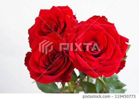 Red rose Red rose 119450773
