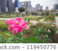 城市綠洲：中之島公園的玫瑰 119450776
