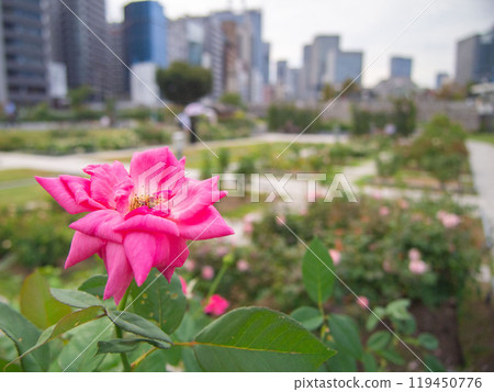 An urban oasis: Roses in Nakanoshima Park 119450776
