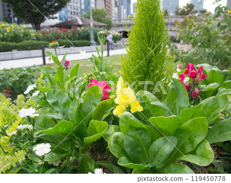 Park plants 119450778