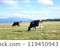 Cows grazing in the blue sky and grassland Cows grazing in the blue sky and grassland 119450943