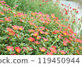 Portulaca flowers in full bloom, red flowers Portulaca flowers in full bloom, red flowers 119450944