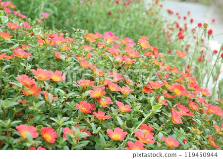 馬齒莧花盛開，紅色的花朵 119450944