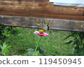 Swallowtail butterfly sucking nectar from a red flower, Zinnia elegans flower Swallowtail butterfly sucking nectar from a red flower, Zinnia elegans flower 119450945