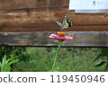 Swallowtail butterfly sucking nectar from a red flower, Zinnia elegans flower Swallowtail butterfly sucking nectar from a red flower, Zinnia elegans flower 119450946