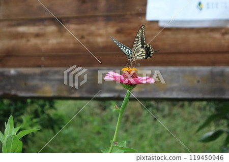Swallowtail butterfly sucking nectar from a red flower, Zinnia elegans flower Swallowtail butterfly sucking nectar from a red flower, Zinnia elegans flower 119450946