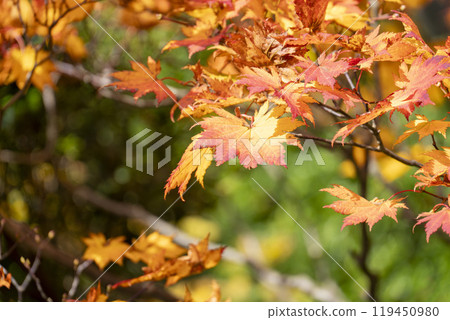 從宮城縣藏王町 Eboshi 滑雪場眺望宮城藏王的秋葉 119450980