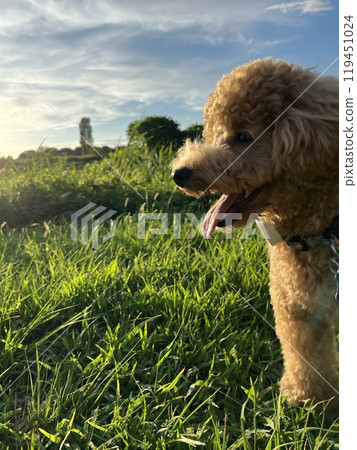 Sunset and dog 119451024