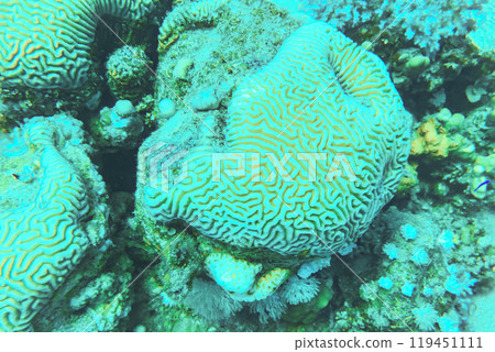 Colpophyllia natans - (Boulder Brain Coral), undersea macro photography Faviidae 119451111