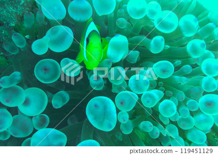 Lovely juvenile Yellowtail clownfish (Amphiprion clarkii) in Beautiful Sea Anemones 119451129