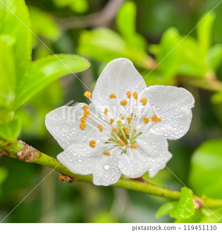 Branches of flowering sand cherry tree covered in white blossoms Branches of flowering sand cherry tree covered in white blossoms 119451130