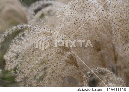 Abstract natural background of soft plants Cortaderia selloana. Pampas grass on a blurry bokeh, 119451138