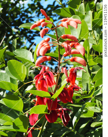 Maruba Deigo Flower 119451156