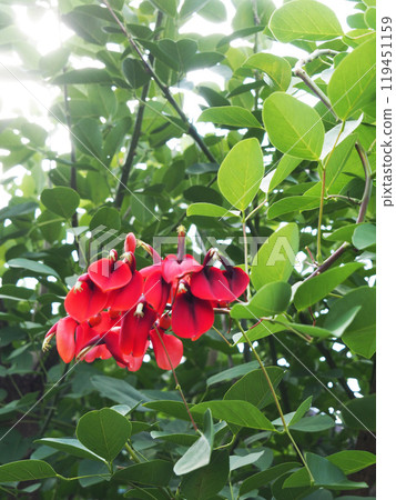 Maruba Deigo Flower 119451159