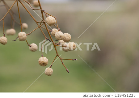 Melia azedarach (chinaberry Tree) beads with blur background. white dried fruits on a branch in winter. Melia azedarach (chinaberry Tree) beads with blur background. white dried fruits on a branch in winter. 119451223