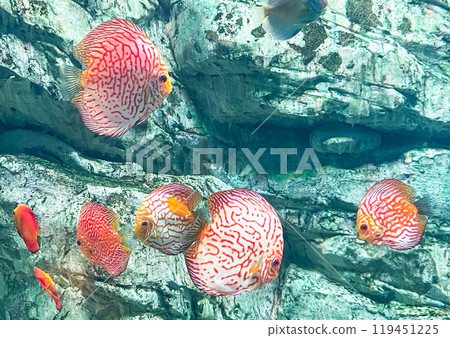 Discus (Symphysodon) fish swimming underwater in aquarium 119451225