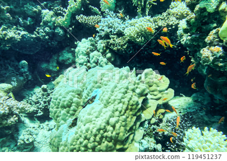 Coral Reef at the Red Sea,Egypt. coral yellow fish 119451237