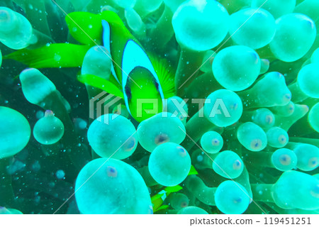 Lovely juvenile Yellowtail clownfish (Amphiprion clarkii) in Beautiful Sea Anemones Lovely juvenile Yellowtail clownfish (Amphiprion clarkii) in Beautiful Sea Anemones 119451251