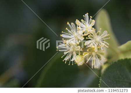 Linden, linden blossom with green leaves on a tree in summer 119451273