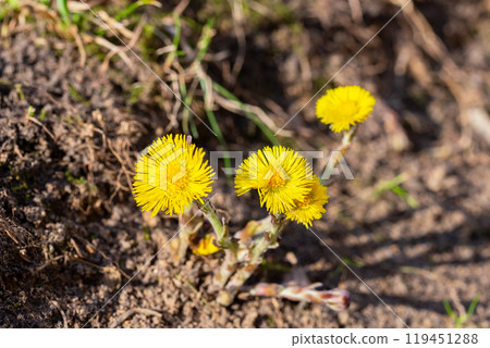 Tussilago commonly known as coltsfoot 119451288