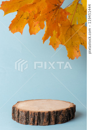 Autumn podium made of natural wood and autumn maple leaves on a light blue background. Showcase Autumn podium made of natural wood and autumn maple leaves on a light blue background. Showcase 119451444