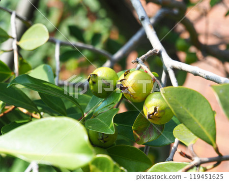 Guava Tree 119451625