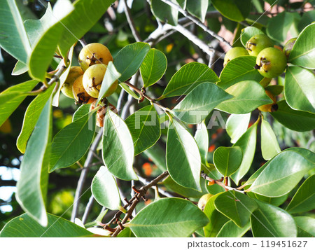 Guava Tree Guava Tree 119451627