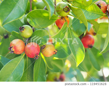 Guava Tree 119451628