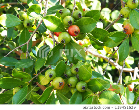 Guava Tree 119451629